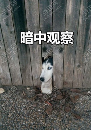 哈士奇暗中观察表情包app