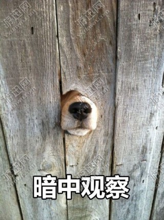 哈士奇暗中观察表情包app