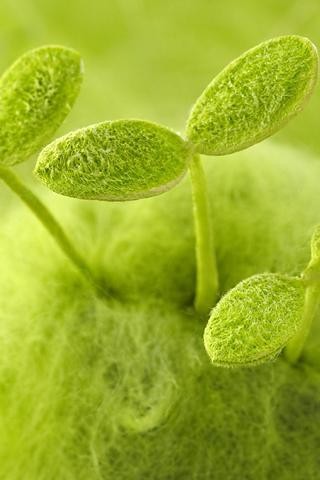 赶快来下载这款最火爆de梦幻绿色壁纸吧.看看有没有让你眼前一亮呢.