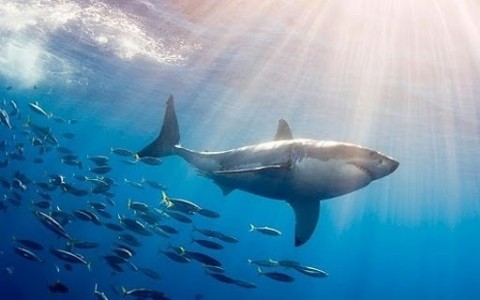 great white sharkapp