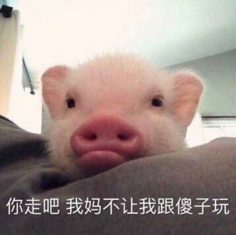可爱猪猪表情包高清无水印下载_可爱猪猪表情