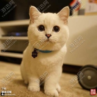 猫咪ios下载